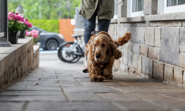 petit-manoir-casino-chien-accepte
